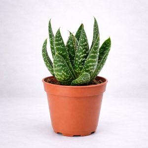 Παχύφυτο Αλόη Aristata (Lace Aloe) με χαρακτηριστικά λευκά στίγματα και οδοντωτά φύλλα σε γλάστρα από το Fresh Garden στα Ιωάννινα.