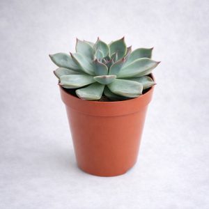 Παχύφυτο Εχεβέρια (Echeveria agavoides) σε σχήμα ροζέτας με πράσινα φύλλα και κόκκινες άκρες από το Fresh Garden στα Ιωάννινα.