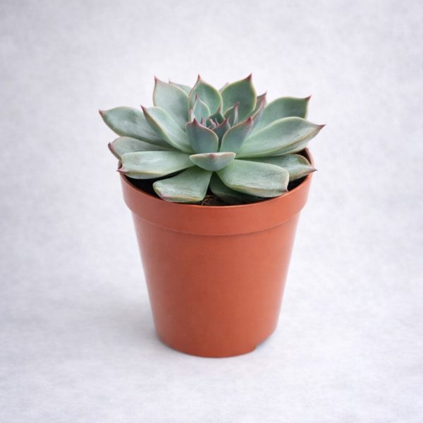 Παχύφυτο Εχεβέρια (Echeveria agavoides) σε σχήμα ροζέτας με πράσινα φύλλα και κόκκινες άκρες από το Fresh Garden στα Ιωάννινα.