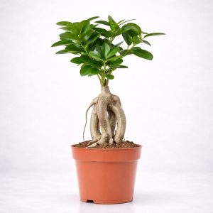 Φυτό εσωτερικού χώρου Φίκος Ginseng Bonsai με εντυπωσιακό ανάγλυφο κορμό σε πήλινη γλάστρα από το Fresh Garden στα Ιωάννινα.