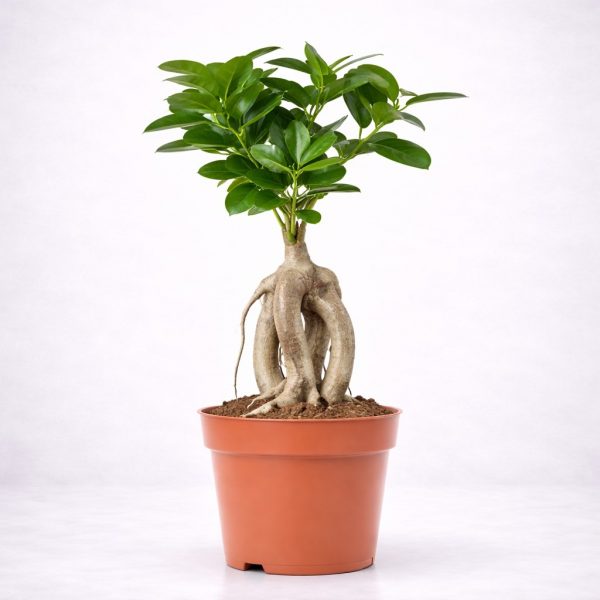 Φυτό εσωτερικού χώρου Φίκος Ginseng Bonsai με εντυπωσιακό ανάγλυφο κορμό σε πήλινη γλάστρα από το Fresh Garden στα Ιωάννινα.