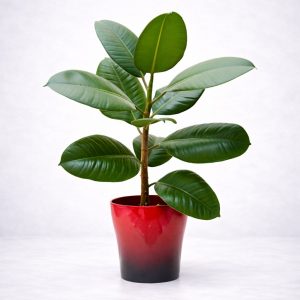 Μικρός Φίκος Ελάστικα Robusta με γυαλιστερά σκουροπράσινα φύλλα σε κόκκινο κασπώ από το Fresh Garden στα Ιωάννινα.