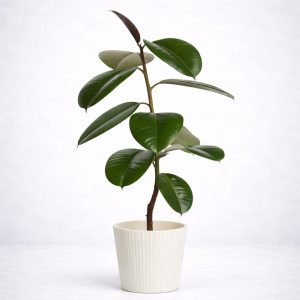 Φίκος Ελάστικα Robusta μέσης ανάπτυξης με μεγάλα δερματώδη φύλλα σε λευκό κασπώ από το Fresh Garden στα Ιωάννινα.