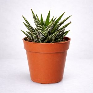 Παχύφυτο Χαβόρθια Fasciata ή αλόη με έντονες ανάγλυφες λευκές ρίγες σε κεραμική γλάστρα, ιδανικό για δώρο στα Ιωάννινα από το Fresh Garden.