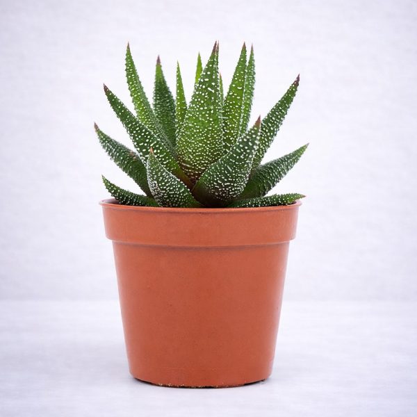 Παχύφυτο Χαβόρθια (Haworthia Zebra) με χαρακτηριστικές λευκές ανάγλυφες ρίγες σε κεραμική γλάστρα από το Fresh Garden στα Ιωάννινα.