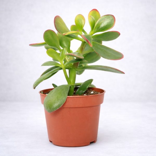 Παχύφυτο Κρασούλα (Crassula ovata) γνωστό και ως Money Tree με σαρκώδη πράσινα φύλλα και κόκκινες άκρες σε γλάστρα από το Fresh Garden στα Ιωάννινα.