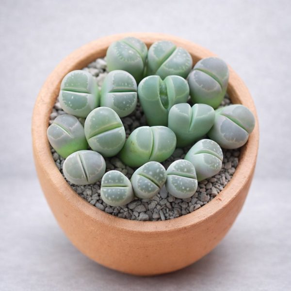 Σύνθεση με παχύφυτα Λίθοπες (Lithops) που μοιάζουν με ζωντανές πέτρες σε πήλινο γλαστράκι από το Fresh Garden στα Ιωάννινα.