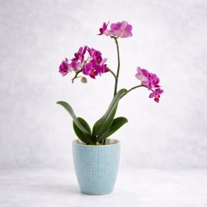 Ορχιδέα Μίνι Phalaenopsis σε γλάστρα - Fresh Garden Ιωάννινα