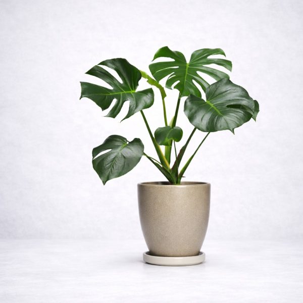 Μεγάλο φυτό εσωτερικού χώρου Μονστέρα (Monstera deliciosa) με εντυπωσιακά διάτρητα φύλλα σε premium κασπώ από το Fresh Garden στα Ιωάννινα.