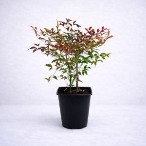 Θάμνος Ναντίνα (Nandina domestica) με χαρακτηριστικό πράσινο και κόκκινο φύλλωμα σε μαύρη γλάστρα από το Fresh Garden στα Ιωάννινα.
