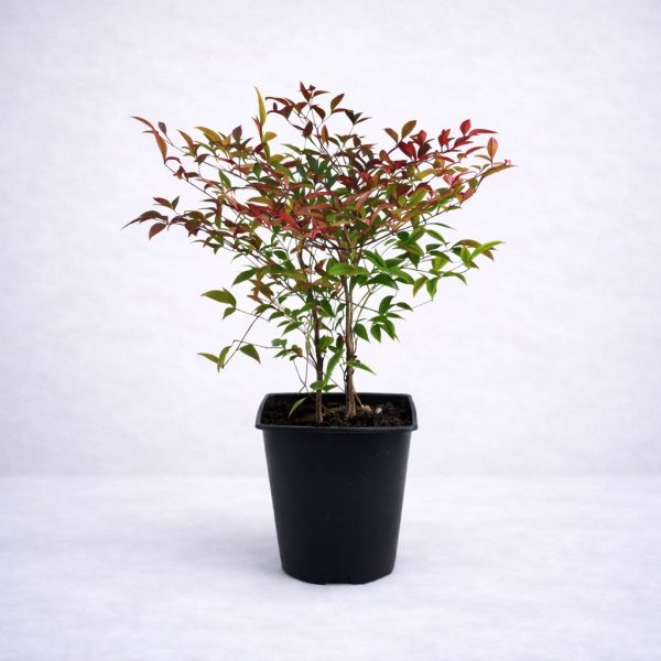 Θάμνος Ναντίνα (Nandina domestica) με χαρακτηριστικό πράσινο και κόκκινο φύλλωμα σε μαύρη γλάστρα από το Fresh Garden στα Ιωάννινα.