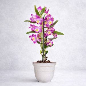 Ορχιδέα Δενδρόβιουμ Dendrobium Orchid - Fresh Garden Ιωάννινα