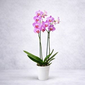 Ορχιδέα με δύο μίσχους Phalaenopsis Double - Fresh Garden Ιωάννινα