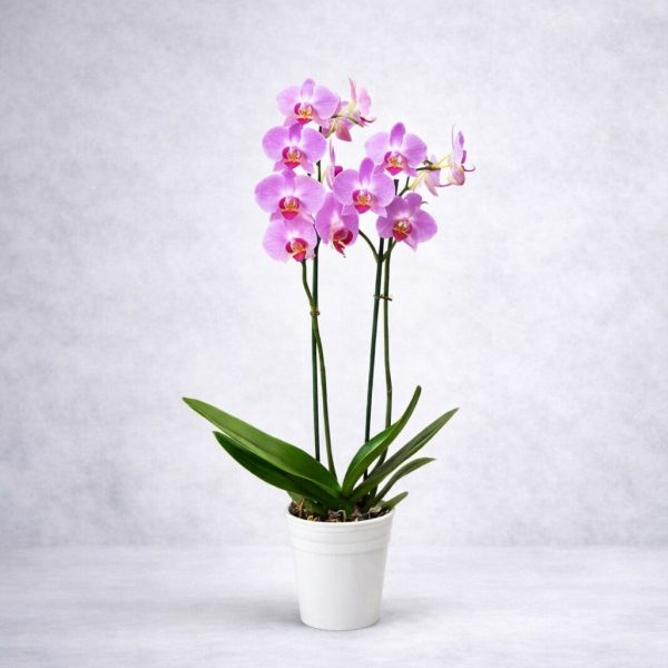 Ορχιδέα με δύο μίσχους Phalaenopsis Double - Fresh Garden Ιωάννινα
