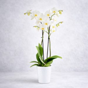 Λευκή ορχιδέα Φαλαινόψις White Classic - Fresh Garden Ιωάννινα