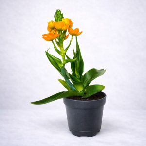 Φυτό εσωτερικού χώρου Ορνιθόγαλο (Ornithogalum dubium) με πορτοκαλί άνθη - Fresh Garden Ιωάννινα