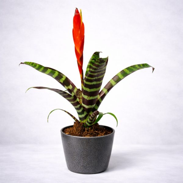 Τροπικό φυτό εσωτερικού χώρου Βριέζια Flaming Sword - Fresh Garden Ιωάννινα