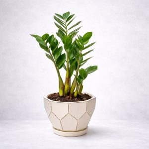 Φυτό εσωτερικού χώρου Ζάμια ZZ Plant σε γλάστρα - Fresh Garden Ιωάννινα