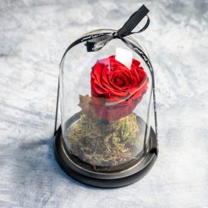 Red preserved rose in glass dome with ribbon – Fresh Garden Ioannina