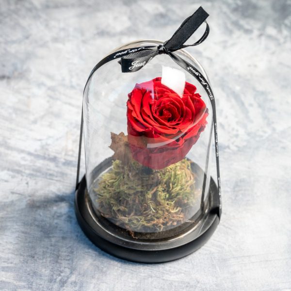 Red preserved rose in glass dome with ribbon – Fresh Garden Ioannina