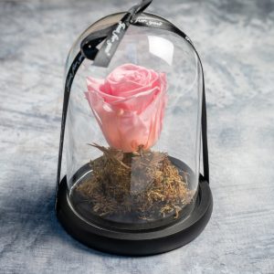 Soft pink preserved rose in glass dome with ribbon – Fresh Garden Ioannina