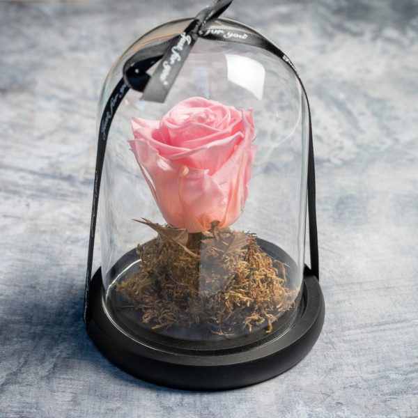 Soft pink preserved rose in glass dome with ribbon – Fresh Garden Ioannina