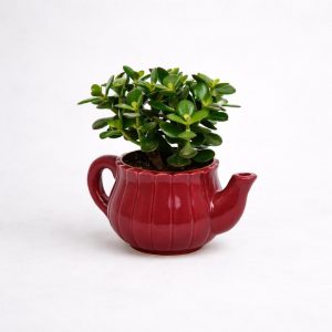 Κρασούλα (Jade Plant) σε κόκκινη κεραμική τσαγιέρα για αυθημερόν παράδοση στα Ιωάννινα από το Fresh Garden