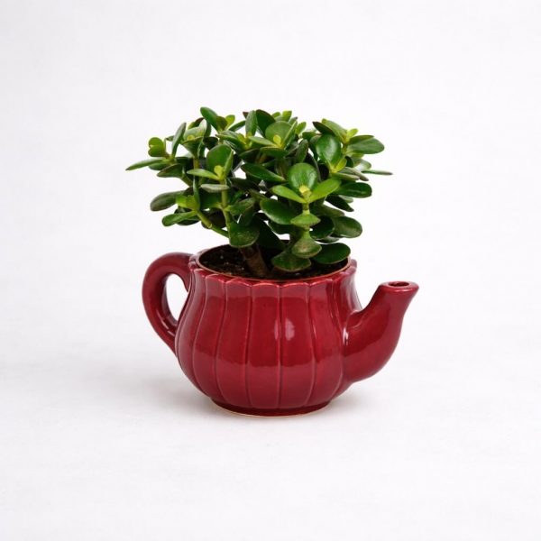 Κρασούλα (Jade Plant) σε κόκκινη κεραμική τσαγιέρα για αυθημερόν παράδοση στα Ιωάννινα από το Fresh Garden