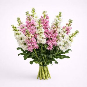 Fragrant pink and white stock flower bouquet Velvet Whispers for same-day delivery in Ioannina by Fresh Garden.