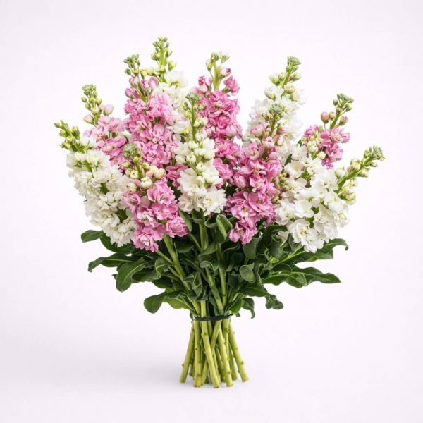 Fragrant pink and white stock flower bouquet Velvet Whispers for same-day delivery in Ioannina by Fresh Garden.