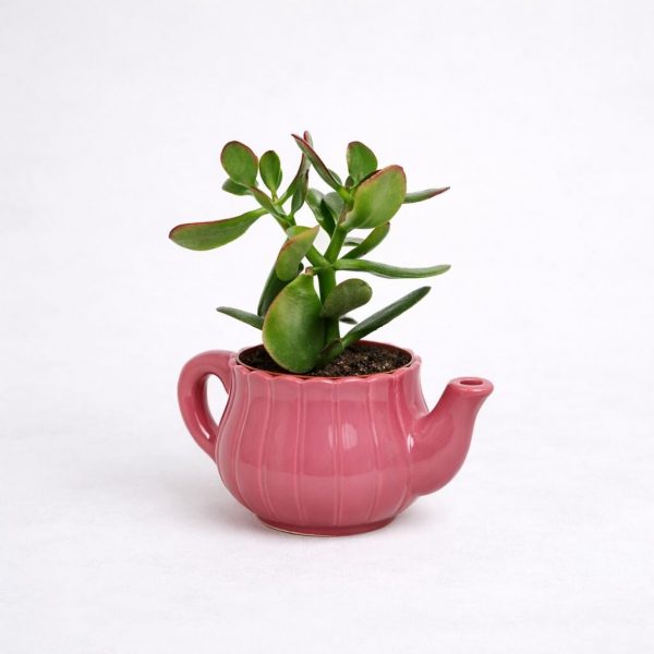 Κρασούλα (Jade Plant) σε ροζ κεραμική τσαγιέρα για αυθημερόν παράδοση στα Ιωάννινα από το Fresh Garden