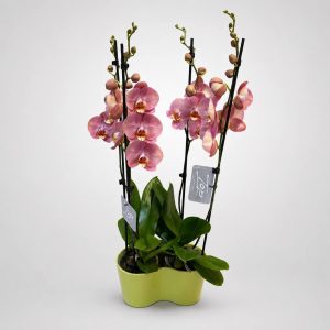 Διπλή ορχιδέα Phalaenopsis σε πράσινο κασπώ από το Fresh Garden στα Ιωάννινα. Η σύνθεση περιλαμβάνει δύο διπλές ορχιδέες Phalaenopsis (σύνολο 4 ανθοφόρα στελέχη).