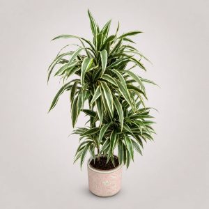 Dracaena Warneckii με δίχρωμο φύλλωμα σε premium ροζ κασπώ από το Fresh Garden Ιωάννινα