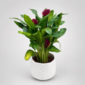 Μωβ κάλλα σε λευκό διακοσμητικό κασπώ από το Fresh Garden στα Ιωάννινα