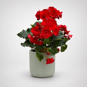 Κόκκινη βιγόνια (begonia) σε πράσινο διακοσμητικό κασπώ από το Fresh Garden στα Ιωάννινα