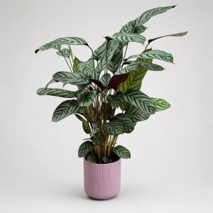 Κτενάνθη Grey Star σε ροζ διακοσμητικό κασπώ από το Fresh Garden στα Ιωάννινα