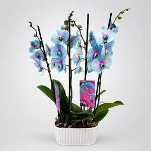 Διπλή γαλάζια ορχιδέα Phalaenopsis σε λευκό κασπώ από το Fresh Garden στα Ιωάννινα