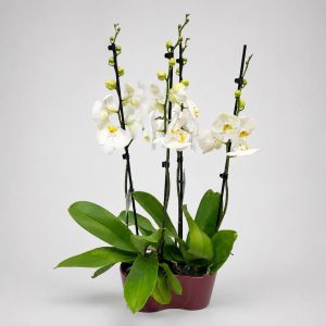 Τριπλή λευκή ορχιδέα Phalaenopsis σε κασπώ από το Fresh Garden στα Ιωάννινα