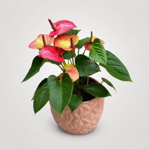 Premium ροζ Ανθούριο σε luxury κεραμικό κασπώ από το Fresh Garden Ιωάννινα