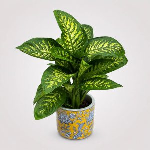 Premium Dieffenbachia με εντυπωσιακό πράσινο φύλλωμα σε luxury κεραμικό κασπώ από το Fresh Garden Ιωάννινα