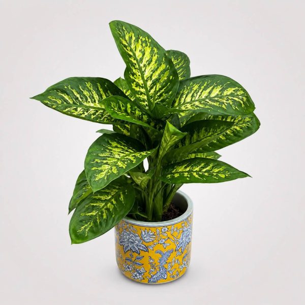 Premium Dieffenbachia με εντυπωσιακό πράσινο φύλλωμα σε luxury κεραμικό κασπώ από το Fresh Garden Ιωάννινα