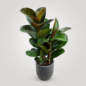 Premium Ficus Elastica Robusta με glossy σκούρο πράσινο φύλλωμα σε minimal κασπώ από το Fresh Garden Ιωάννινα