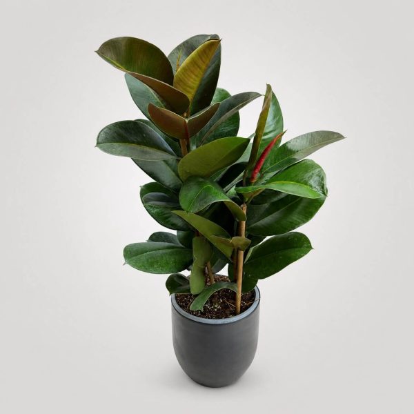 Premium Ficus Elastica Robusta με glossy σκούρο πράσινο φύλλωμα σε minimal κασπώ από το Fresh Garden Ιωάννινα