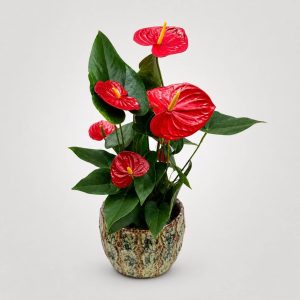Premium κόκκινο Ανθούριο σε elegant κεραμικό κασπώ από το Fresh Garden Ιωάννινα