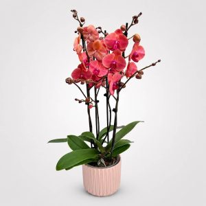 Premium ροζ ορχιδέα Phalaenopsis μεγάλης ανθοφορίας από το Fresh Garden στα Ιωάννινα
