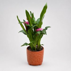Ροζ κάλλα σε terracotta διακοσμητικό κασπώ από το Fresh Garden στα Ιωάννινα