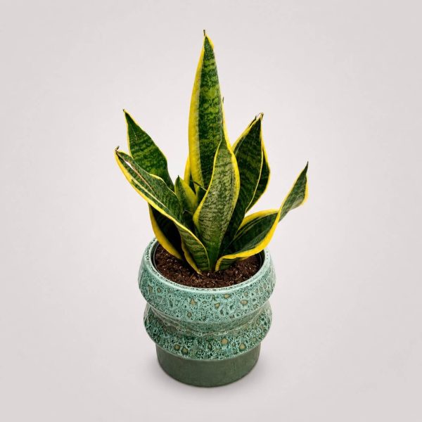 Sansevieria Laurentii σε premium τυρκουάζ κασπώ από το Fresh Garden Ιωάννινα