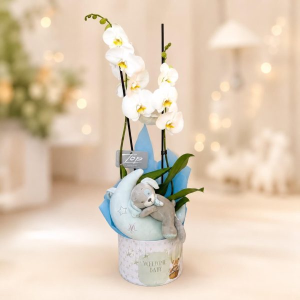 Moonlight Orchid Welcome Box (Boy) - σχέδιο καπελιέρας Hot Air Balloon Moonlight Orchid Welcome Box με λευκή ορχιδέα Phalaenopsis και μουσικό λούτρινο φεγγαράκι για νεογέννητο αγόρι από το Fresh Garden - σχέδιο καπελιέρας Hot Air Balloon