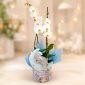 Moonlight Orchid Welcome Box με λευκή ορχιδέα Phalaenopsis και μουσικό λούτρινο φεγγαράκι για νεογέννητο αγόρι - σχέδιο καπελιέρας Safari Friends