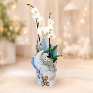 Moonlight Orchid Welcome Box με λευκή ορχιδέα Phalaenopsis και μουσικό λούτρινο φεγγαράκι για νεογέννητο αγόρι από το Fresh Garden - σχέδιο καπελιέρας Teddy Bear